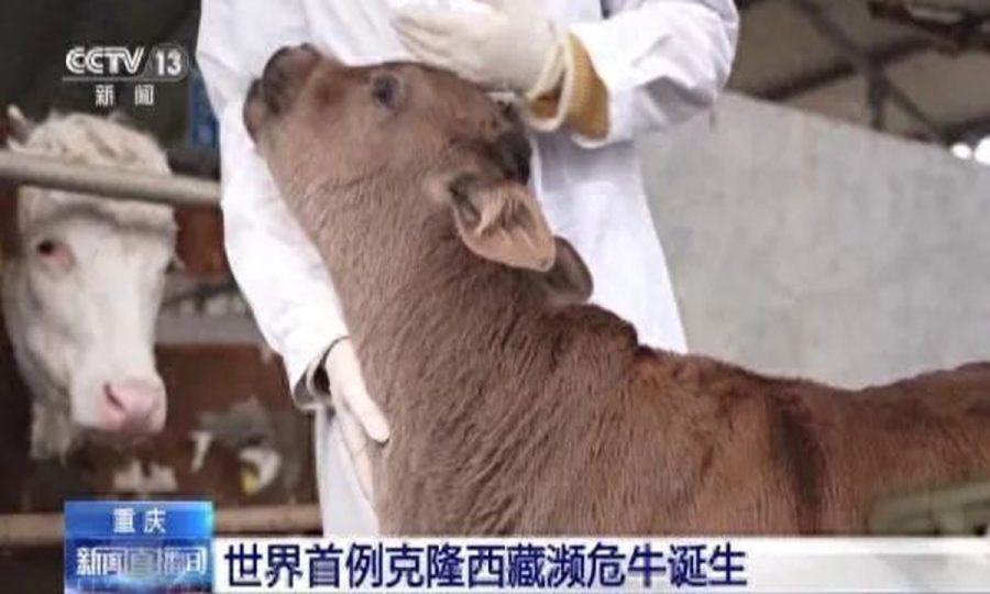 The first-ever cloned endangered Xizang cattle species has been born.