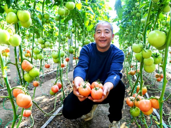 Agricultural technologies contribute to tomato planting in Shouguang, "China's Hometown of Vegetables"